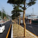 외고앞 이팝나무가로수 이미지