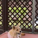 오수의견 국민여가캠핑장 | 반려동물을 위한 임실오수의견국민여가캠핑장 A8 전북 타프존사이트