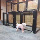 마마펫살롱 이미지