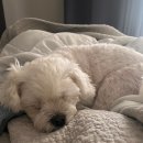 귀요미제작소 이미지