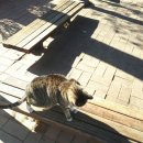 츄르한입 이미지