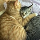 허니콤노래방 이미지