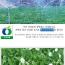 백현숙의어성초사랑