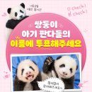 🐼🐼 쌍둥이 판다 이름 투표 시작함.jpg 이미지