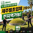 제주벌초