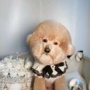 벨르시앙 이미지