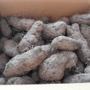 흥보, 박을 타다 이미지