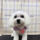 탱스땡스 이미지