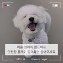 핸독 | 초보견주의 비숑 셀프미용 후기 안전한 강아지 미용가위 추천