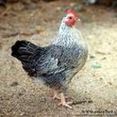 파닭파닭 이미지