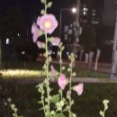 여의도중학교 이미지