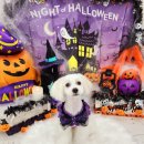 라라그루밍 이미지