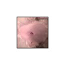 S동물의료센터 이미지