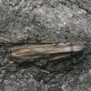 부여(사비)-02 이미지