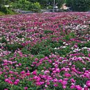 영천한의마을 기념품 이미지