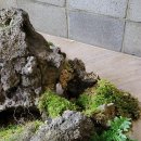 미니정원(테라리움) 이미지