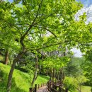 태조대왕태실 | 충남 태조대왕태실 만인산휴게소 봉이호떡 | 대전 만인산자연휴양림 무장애나눔길 대전천발원지