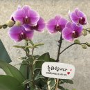 승진장식 | 넘 예쁜 승진화분 축하난 후기, 메인플라워 난배달로 마음 전달