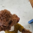 인디퍼피 이미지