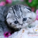 장화신은고양이 이미지