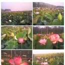 연꽃유치원 이미지