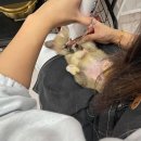 캉스펫 | 후회없는 선택, 믿음직한 부천 애견샵 캉스펫에서 진짜 가족을 만났습니다!