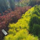 황금소나무농원 이미지