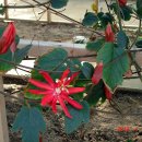 ﻿충남 아산 세계 꽃 식물원에서 이미지