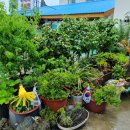 섬지기펜션 이미지