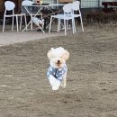 해피아지 네이버블로그