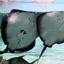 아쿠아리움 이미지