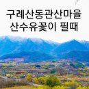 구레 산동 관산마을 산수유 꽃 이미지