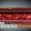[의학, 만성염증] 작은 불씨 하나가 큰 화재로 번지듯 우리 몸속에도 작은 불씨가 조용히 번지고 있다? 이미지