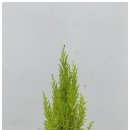 베리굿약국 이미지