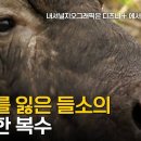 새끼 들소의 복수로 큰 대가를 치른 사자 이미지
