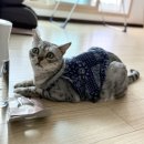 빵빵한 하루 | [가낳지모 캣페어] 늦었지만 빵빵한 솔직 후기