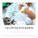 골골탬버린클럽 이미지