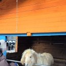 대신목장 | [강원도 평창 놀거리] '대관령 주주파크' 후기 / 대관령 양떼목장 대신 가볼만한 곳!