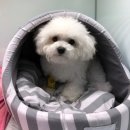 분당정자 동물병원 네이버블로그