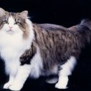 포레스트캣 이미지