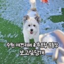 수원 영통 애견카페 보고싶당개 깔끔한 루프탑 강아지 운동장이 좋아요