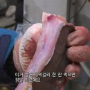 흑산도홍어 이미지