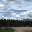 인종농장 이미지