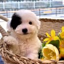 동행 애견 돌봄센터 하남점 | 동행 애견돌봄센터 알아보아요 하남유기견보호소