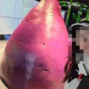 조엄기념관 | 부산 영도 가볼만한곳 조내기고구마역사기념관 카페까지 있는 숨은 여행