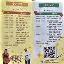 2024년 부여 세도) 방울토마토 &amp; 유채꽃 축제 후기