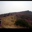 4월 19일 분홍빛으로 대구를 끌어 안고 있는, 전국에서 가장 아름다운 진달래의 명산. 비슬산 산행 이미지