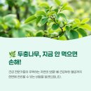 영양-9)영양군 서부리 15-1 | 두충나무효능 부작용 영양성분 잎 열매 껍질 채취시기 먹는법 총정리