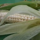 싱싱팜농장 이미지