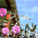 노일리 마을회관 이미지